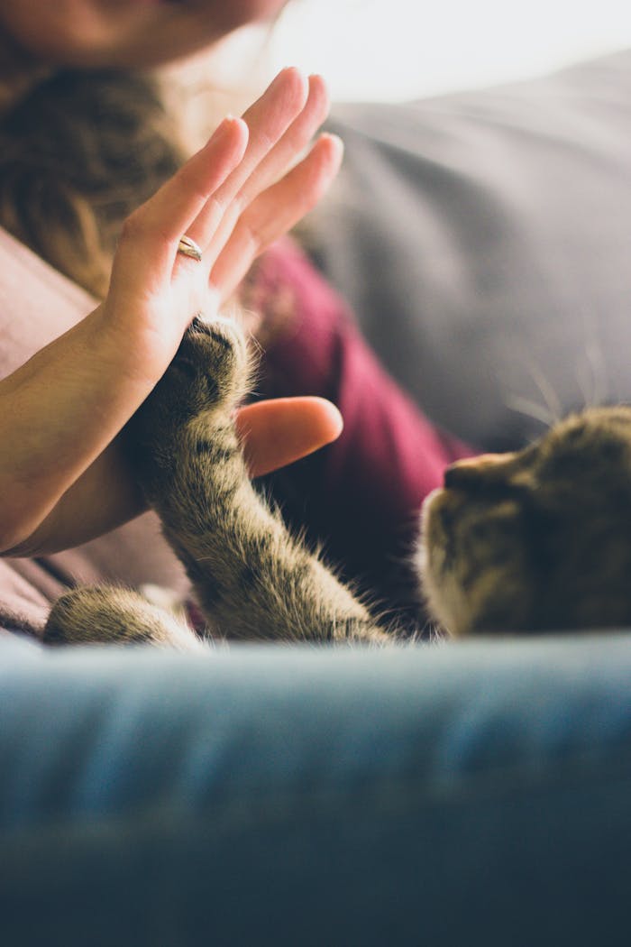 Crafting Captivating Headlines: Your awesome post title goes here A playful moment between a cat and person, showcasing affection and bonding through a high five.