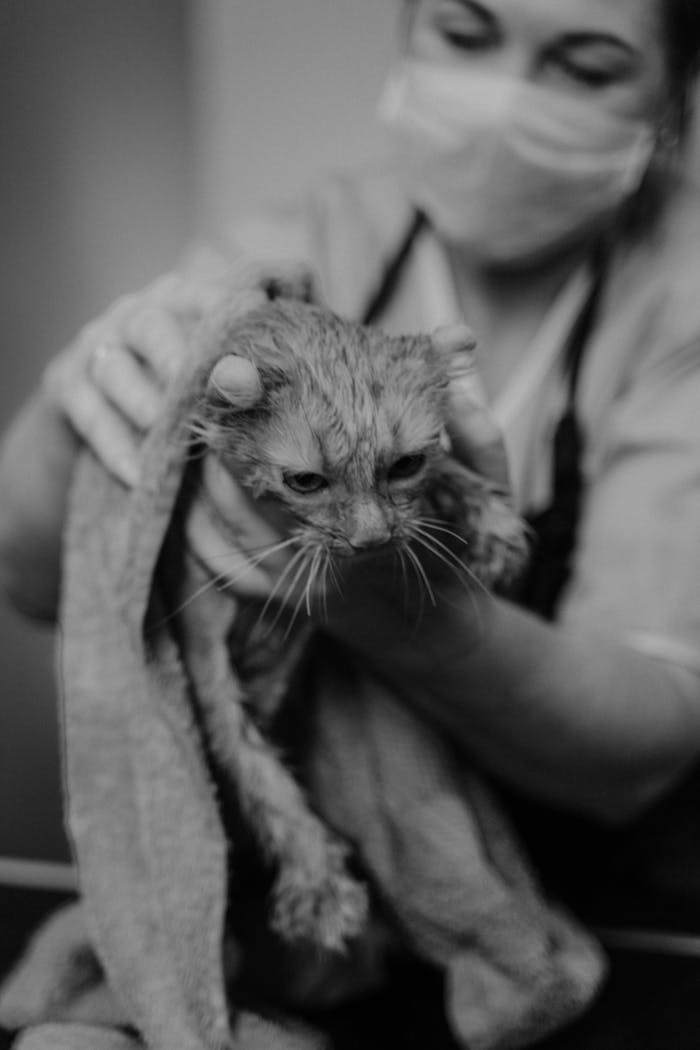 The Art of Drawing Readers In: Your attractive post title goes here A woman groomer holds a wet tabby cat with a towel in a monochrome photo.