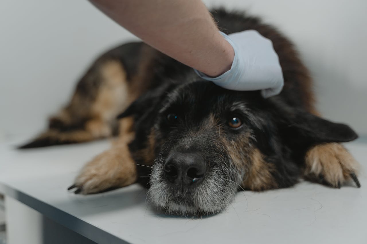 heros-img Close-up of a black dog being examined by a veterinarian wearing gloves.