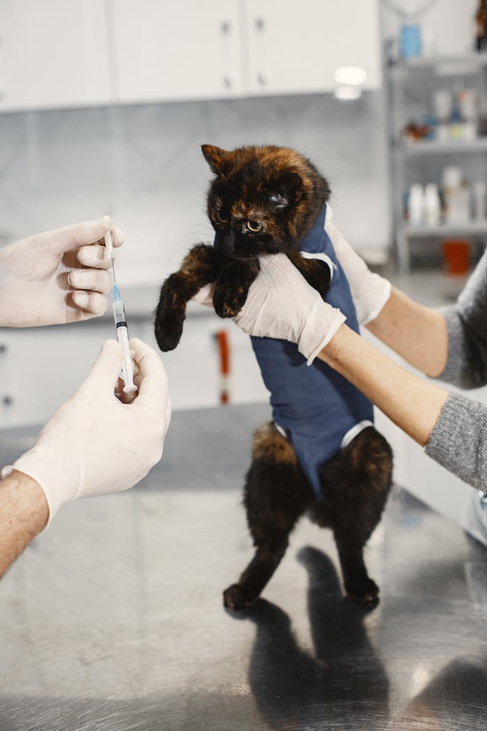 about-us A tortoiseshell cat being prepared for vaccination in a veterinary clinic.